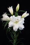 [Lilium White Eyes-83723.jpg]